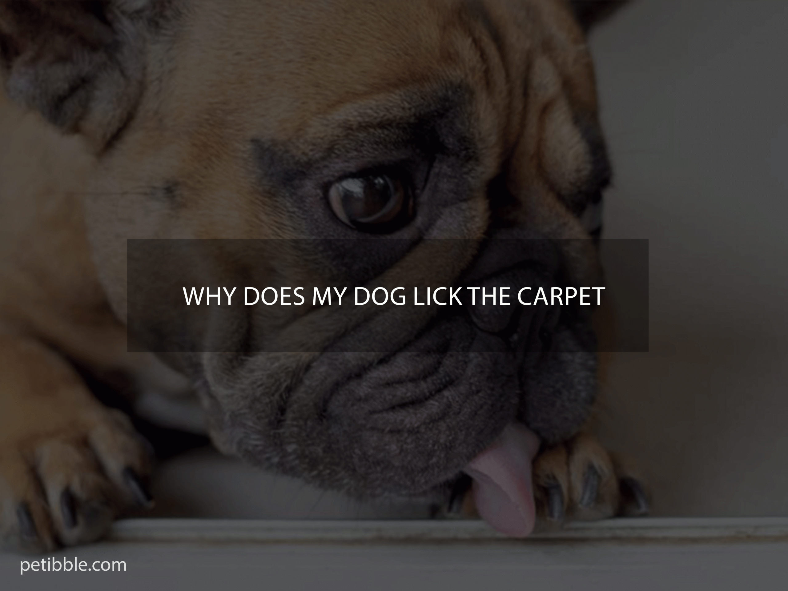 why does my dog lick the carpet