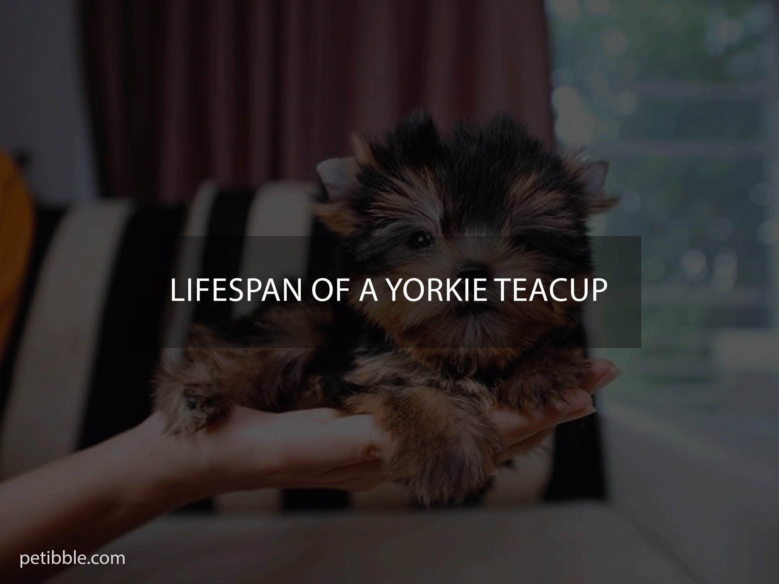 lifespan of a yorkie teacup