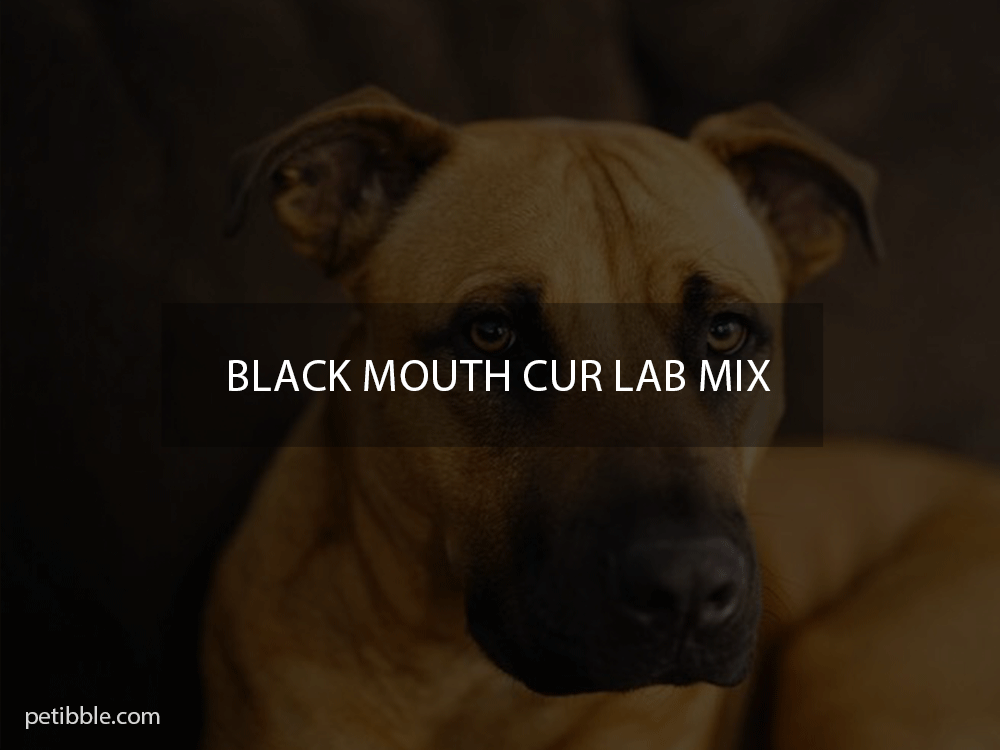 black mouth cur lab mix