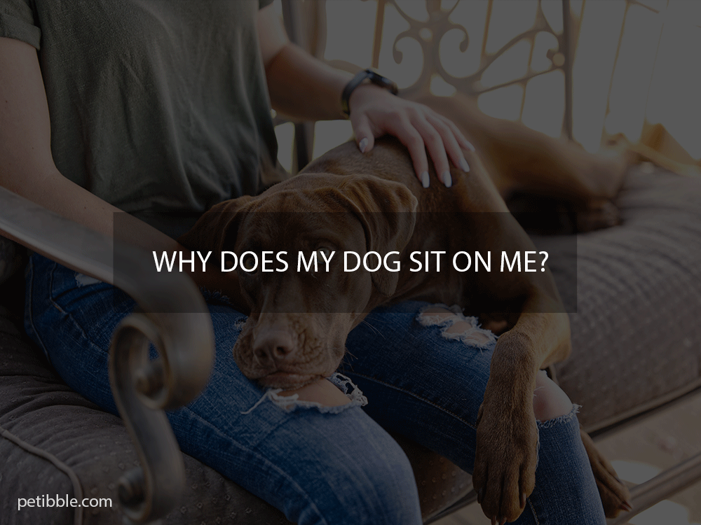 why does my dog sit on me?