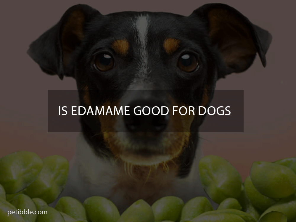 is edamame good for dogs