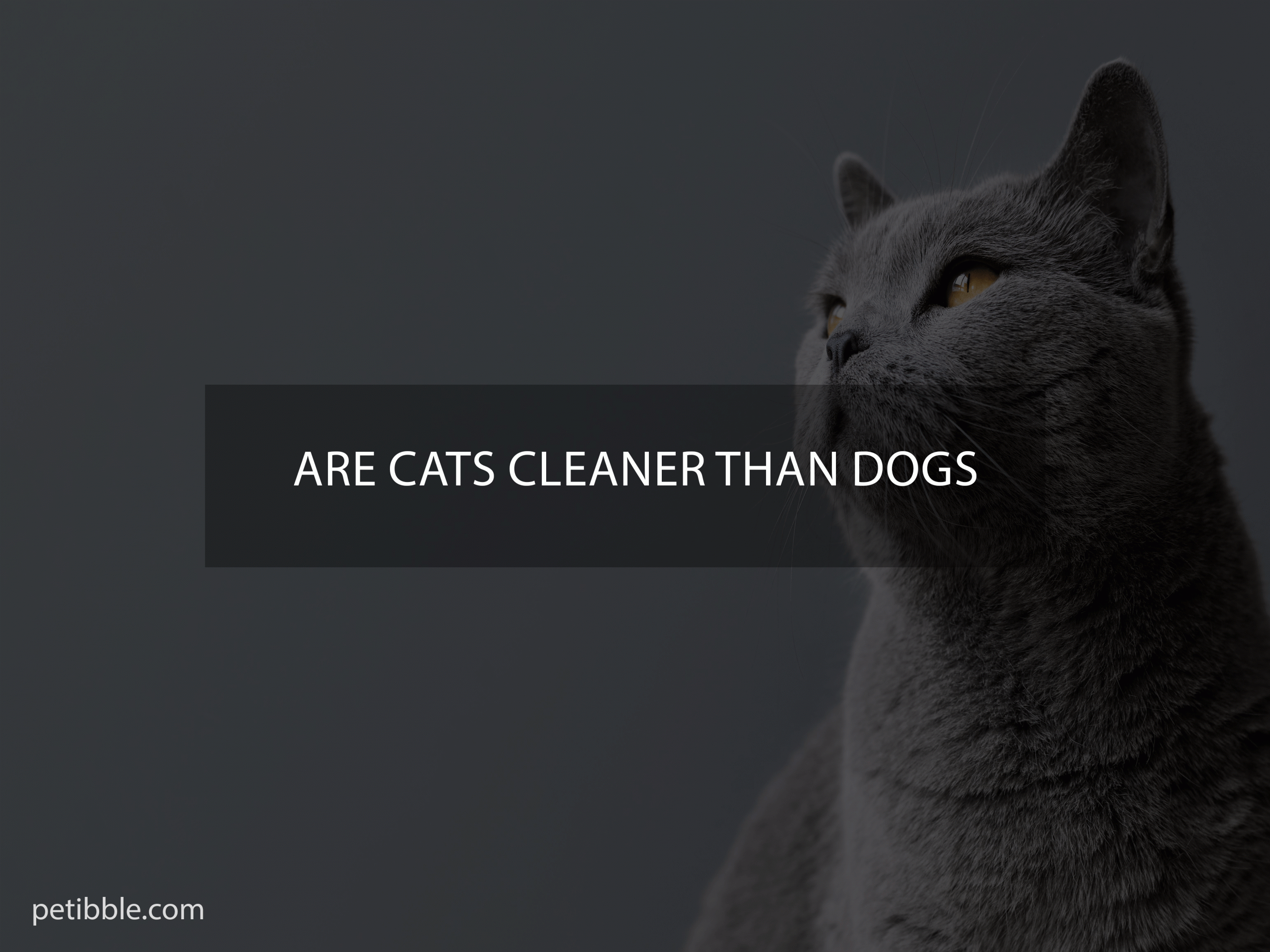 are cats cleaner than dogs