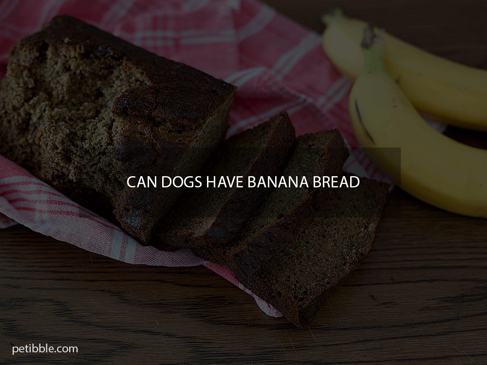 Can dogs have banana bread