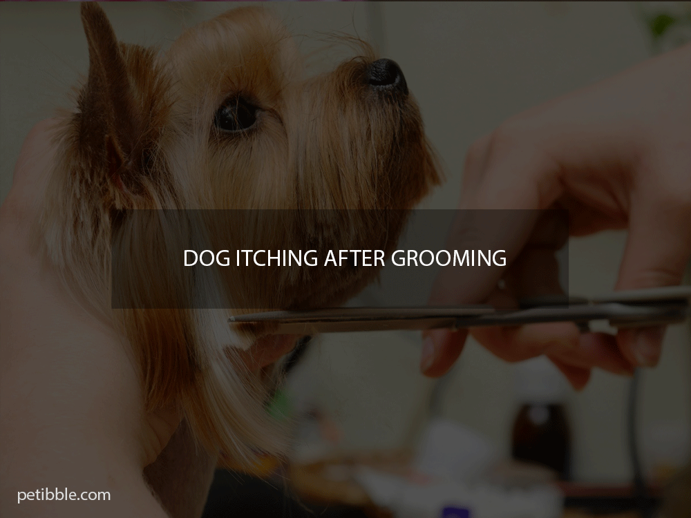 Dog itching after grooming