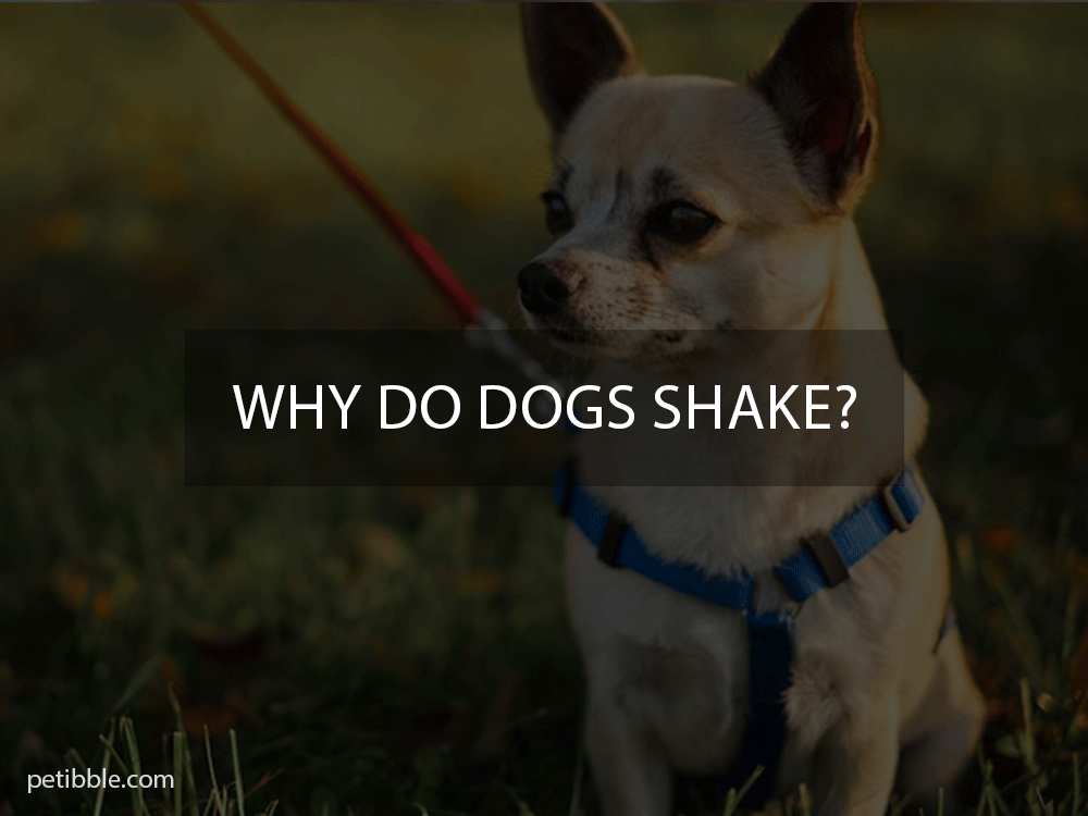 why do dogs shake?