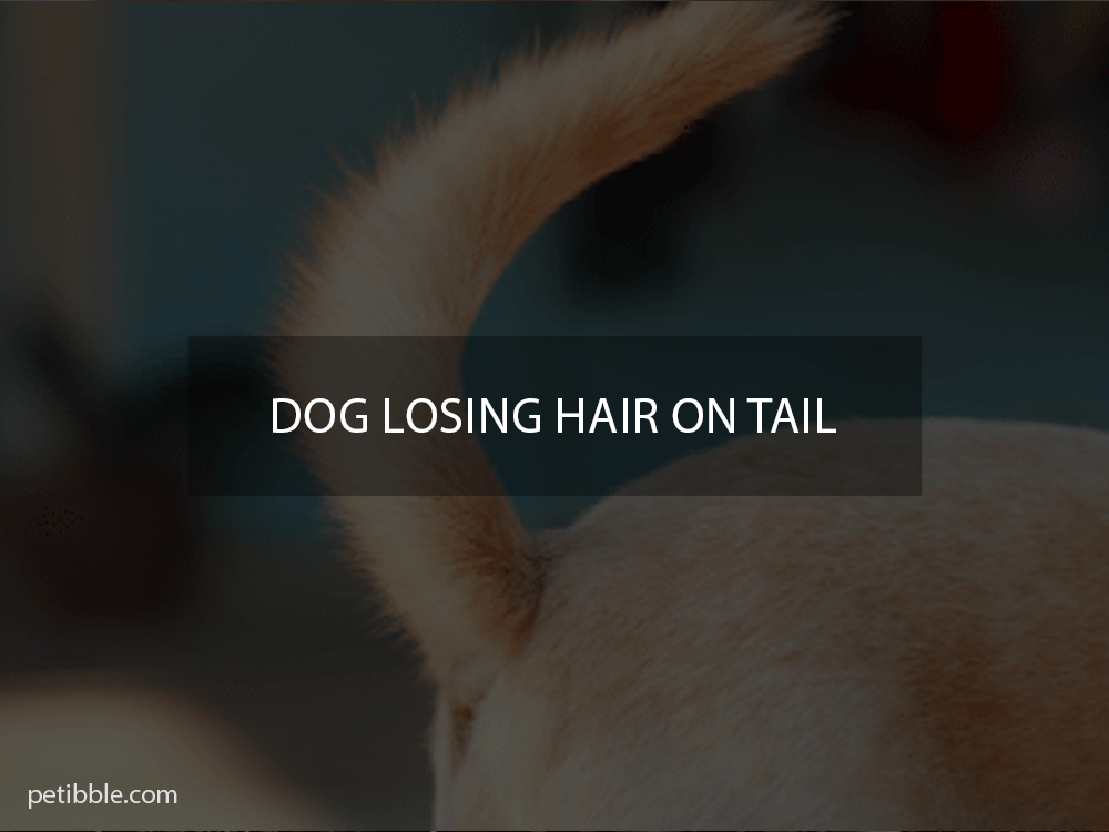 why does my dog losing hair on tail?