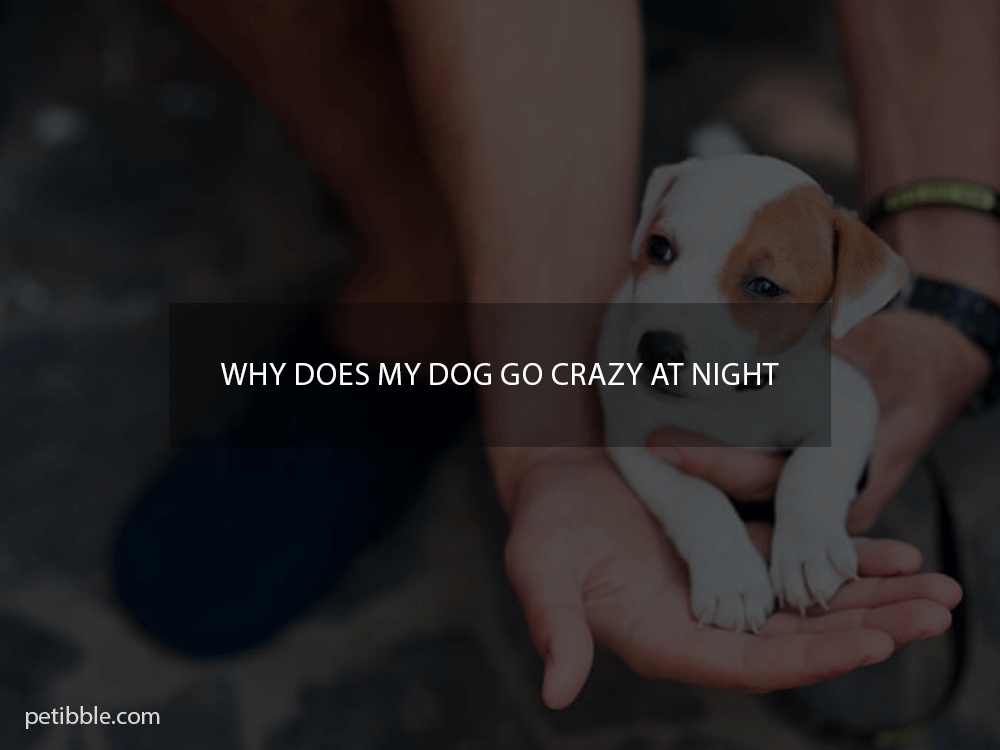 why does my dog go crazy at night?