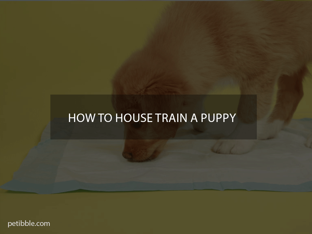 how to house train a puppy