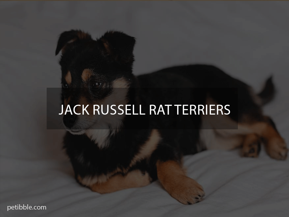 jack russell rat terriers