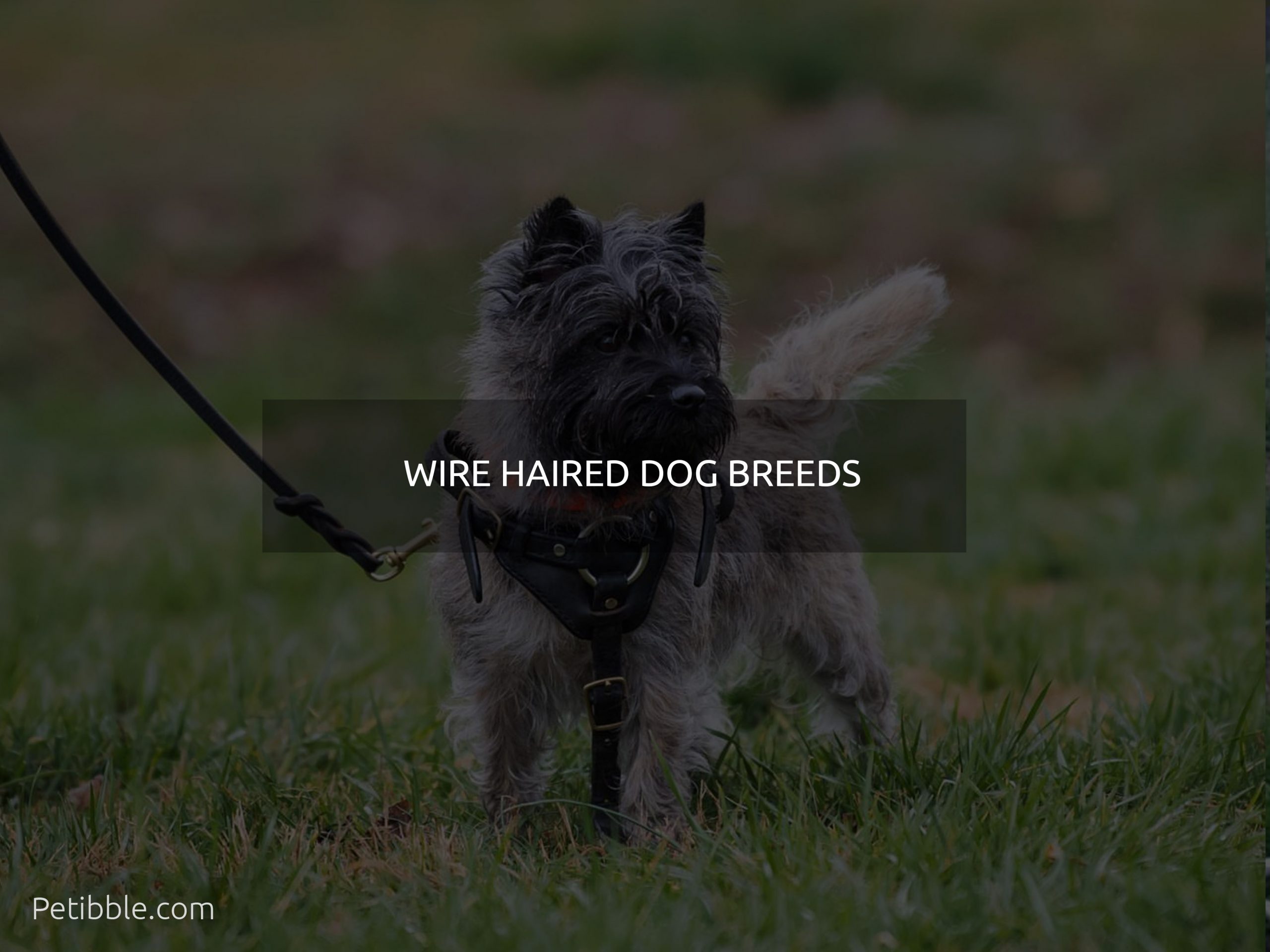 wire haired dog breeds