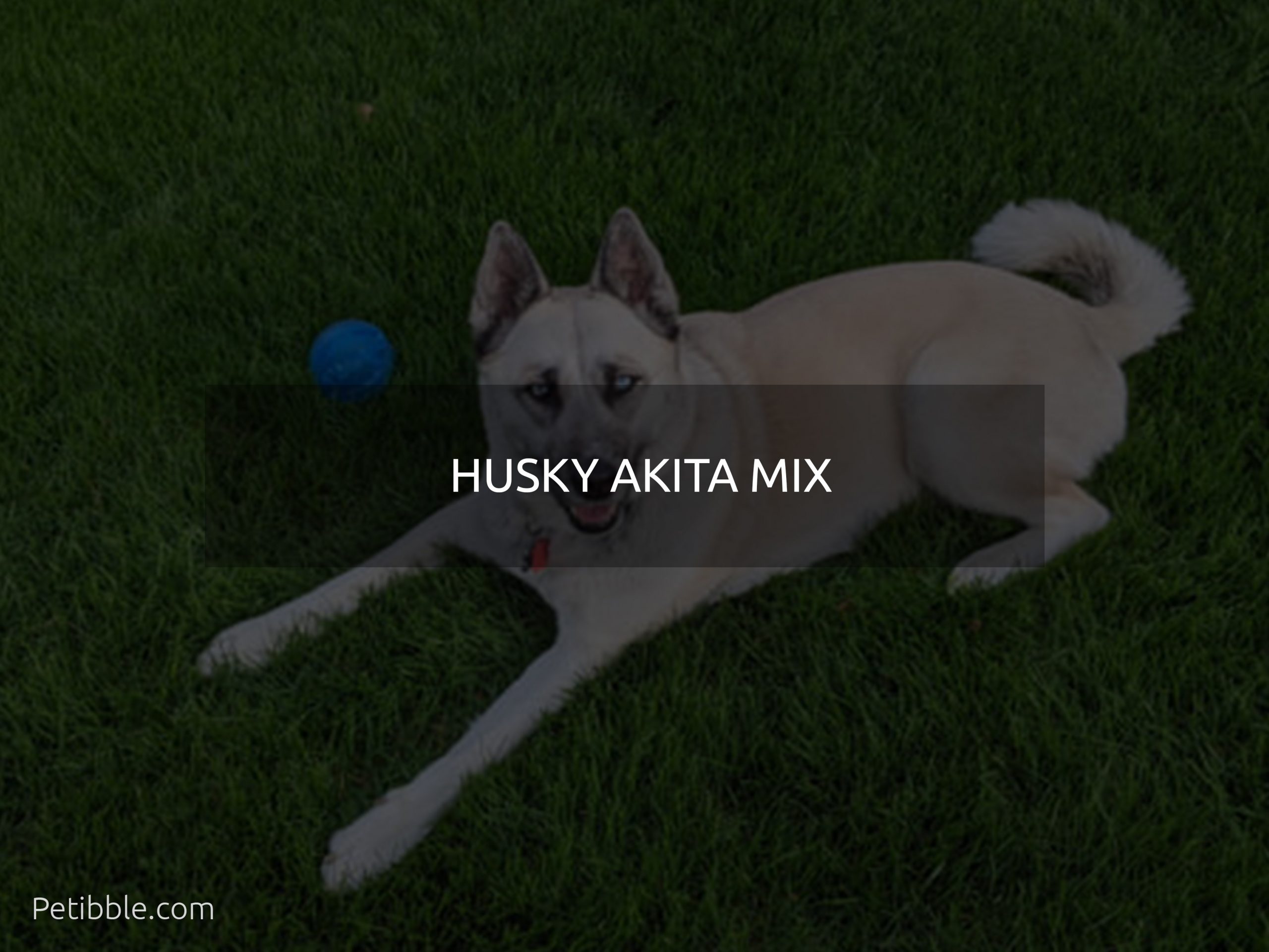 husky akita mix