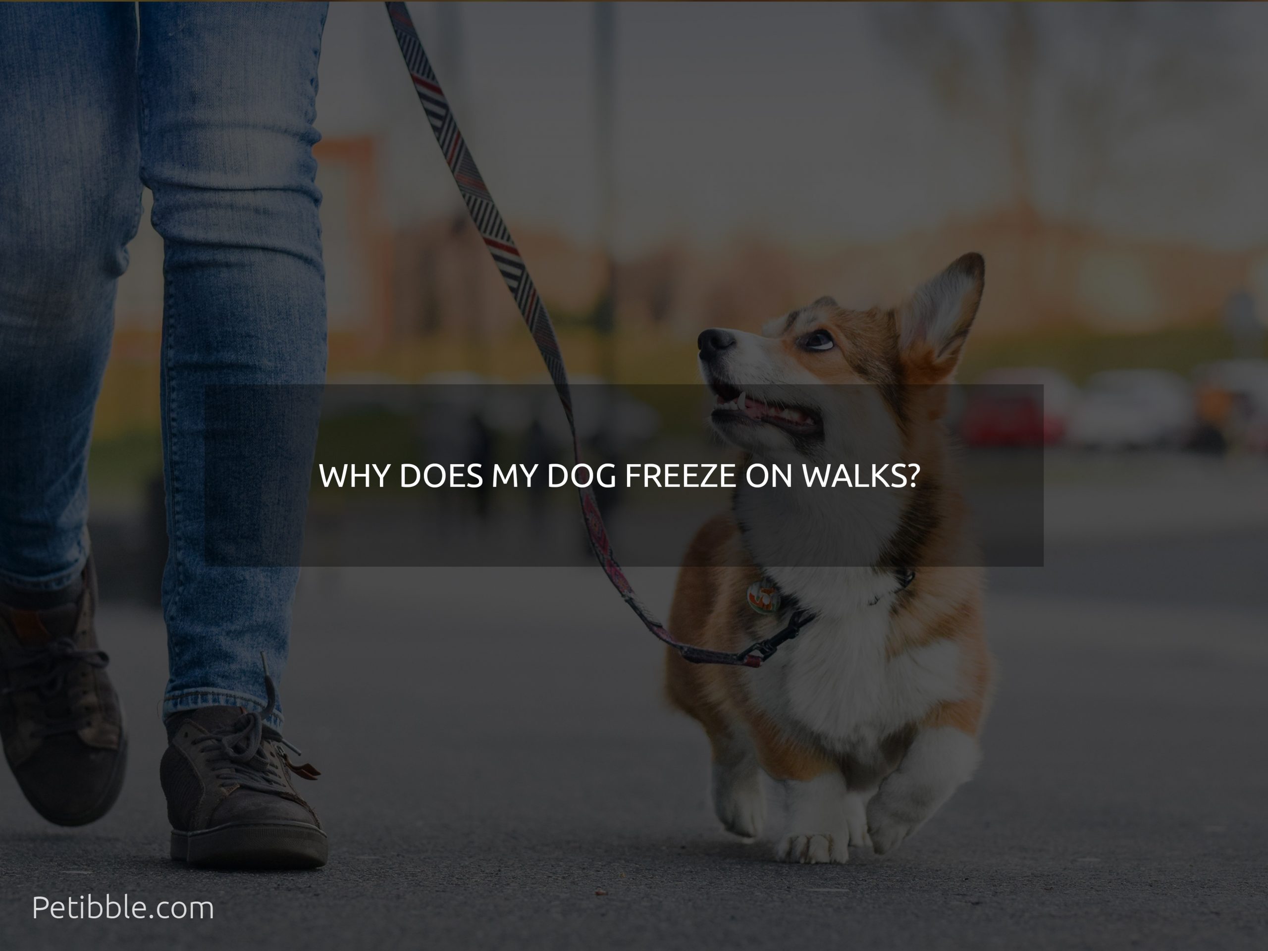 why does my dog freeze on walks