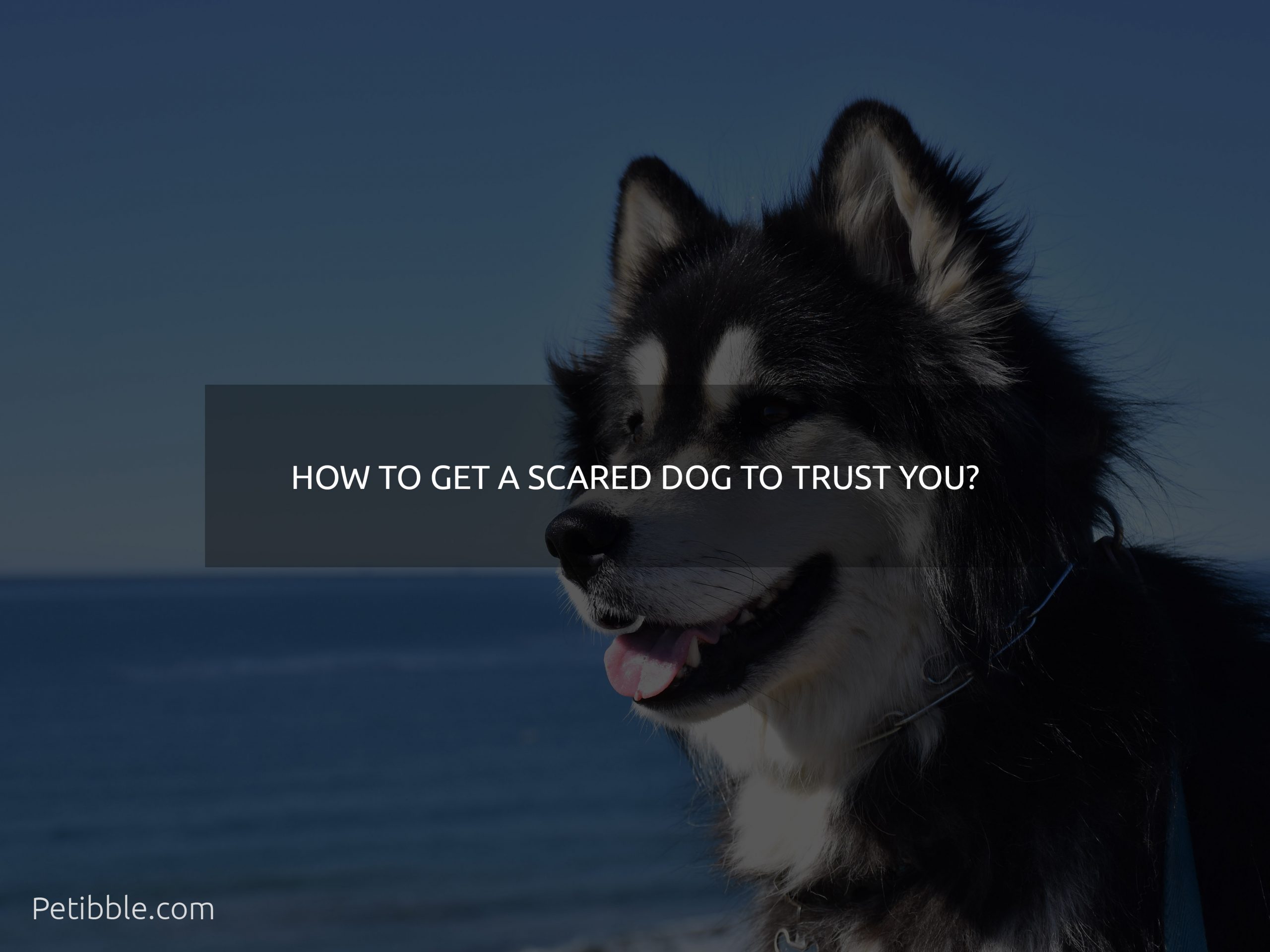 how to get a scared dog to trust you?