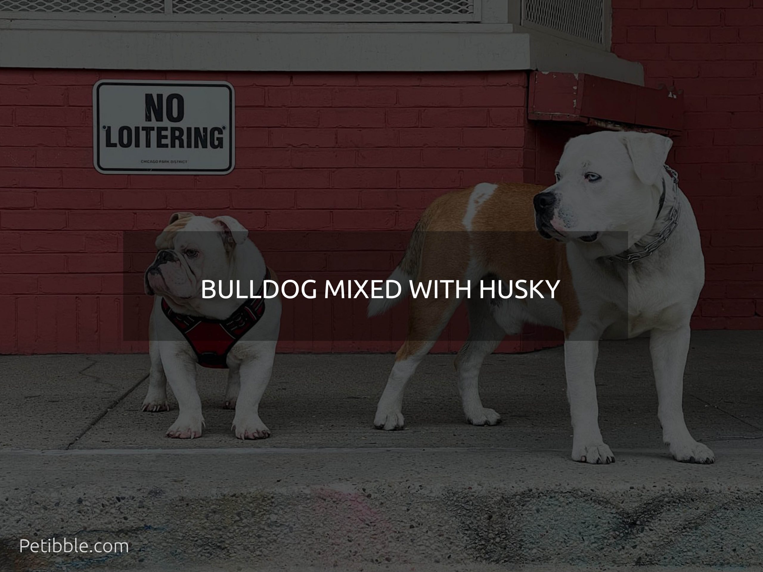 bulldog mixed with husky