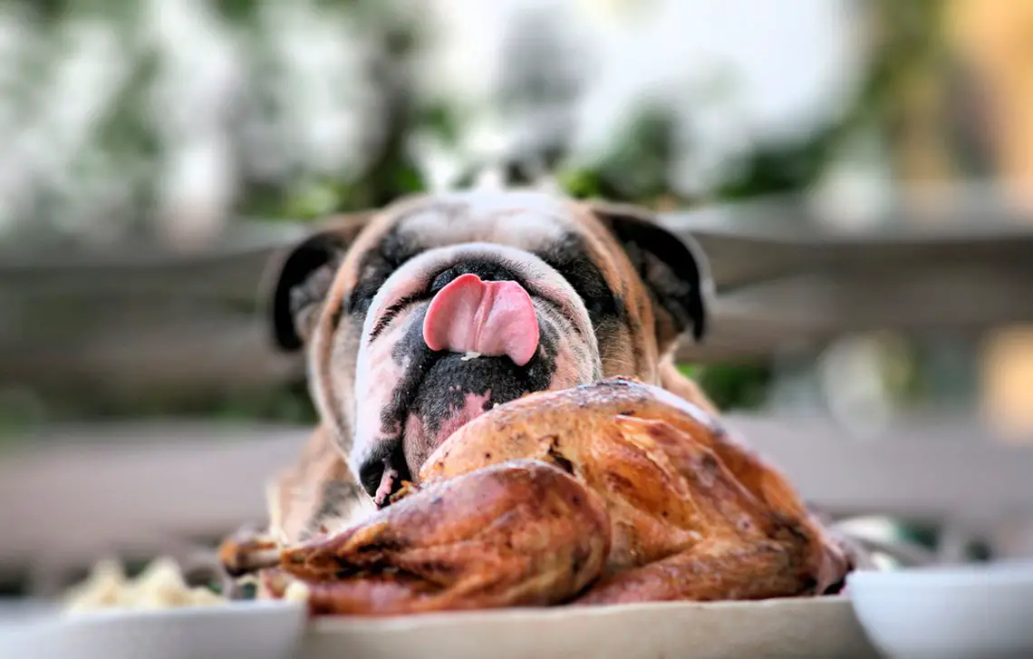 can dogs eat rotisserie chicken