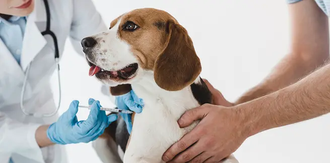 what happens if a dog gets vaccinated twice?
