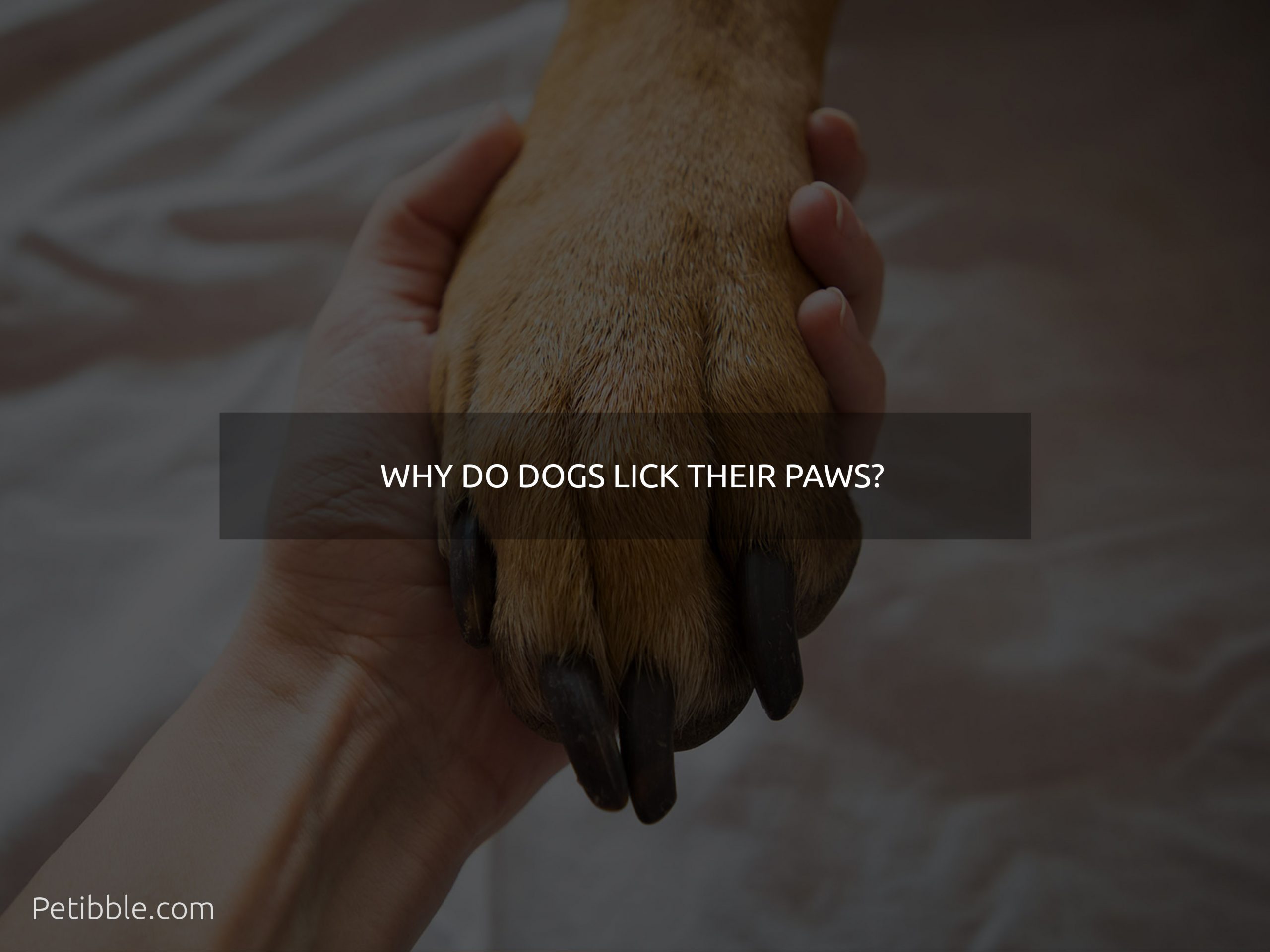 why do dogs lick their paws