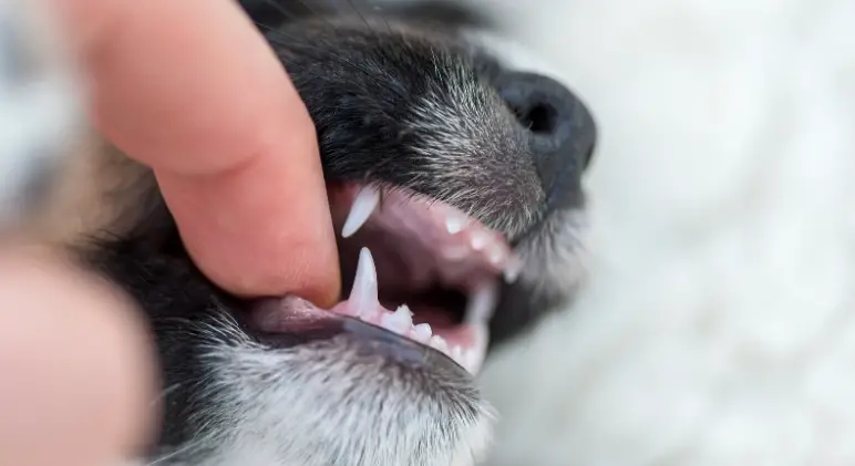 retained deciduous teeth in dog