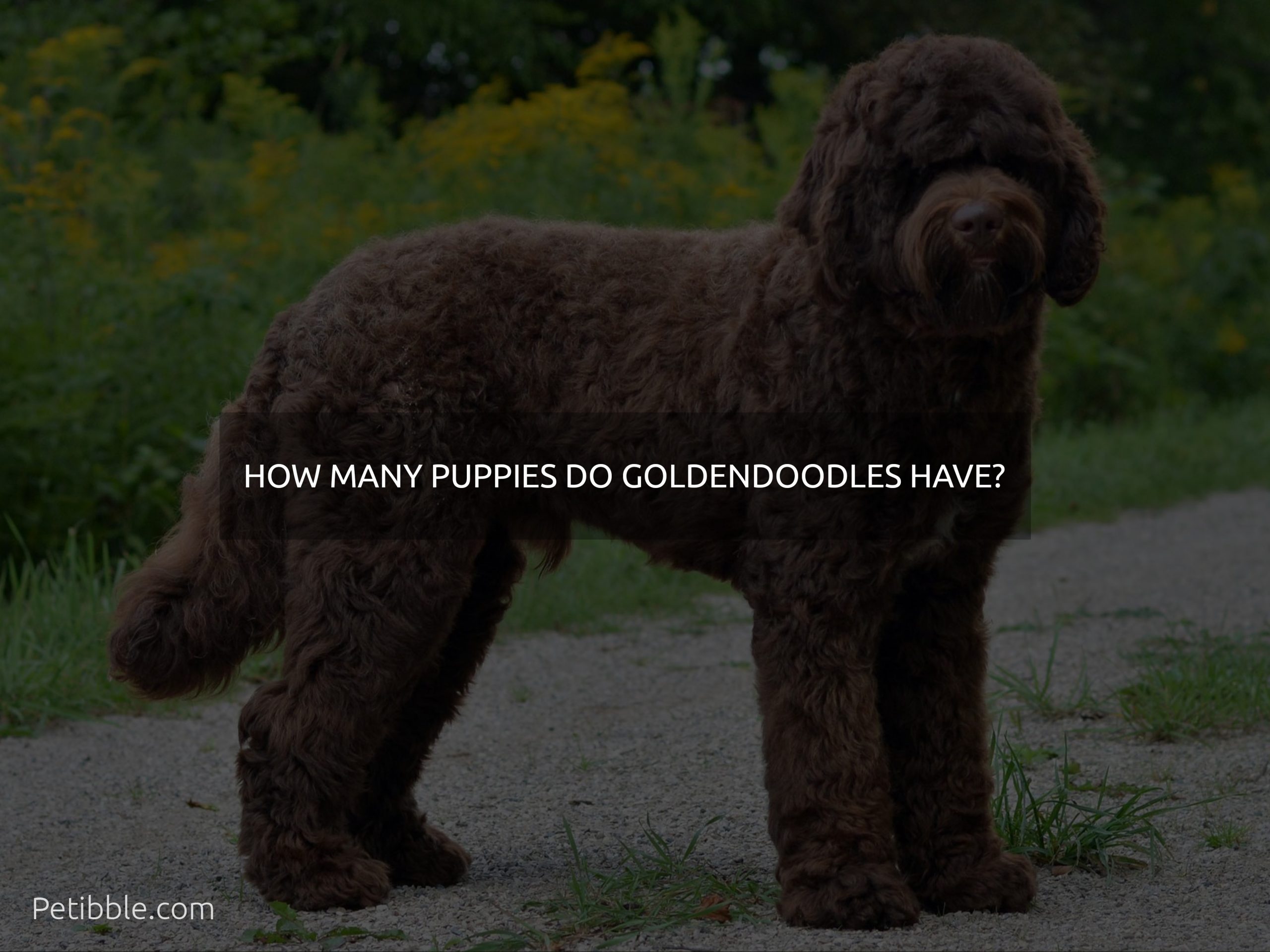 how many puppies do goldendoodles have?