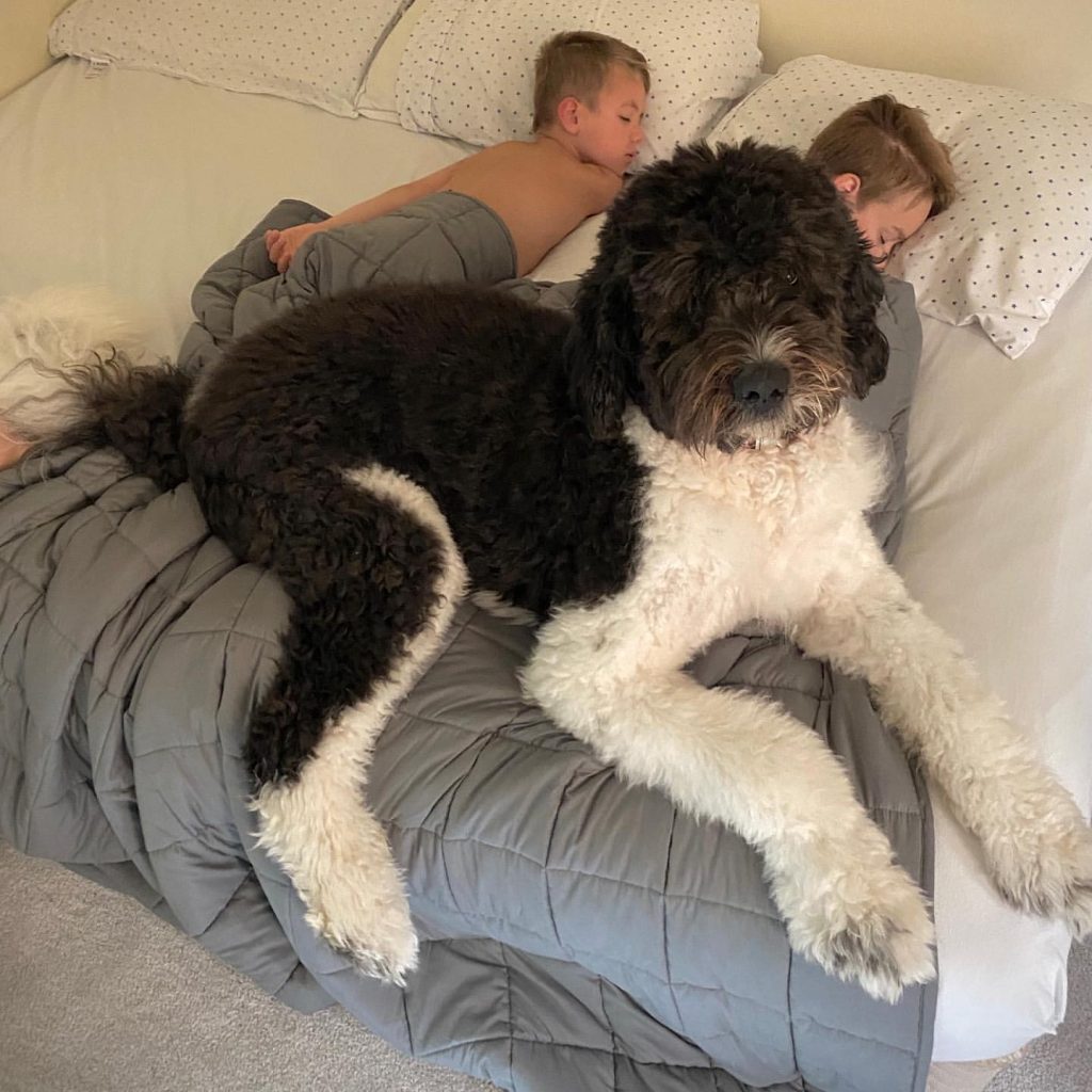 The Saint Berdoodle breed information