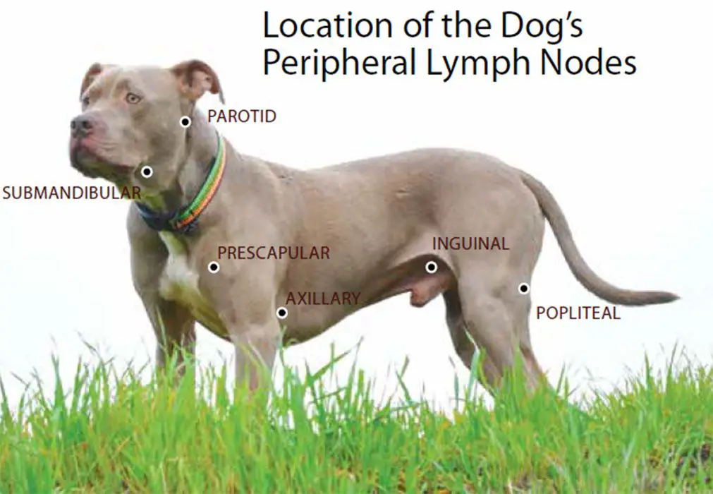 When is the best time to euthanize your dog with lymphoma?