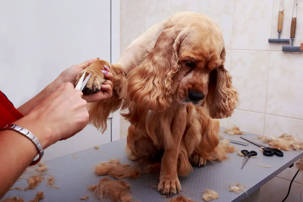 my dog is acting strange after grooming