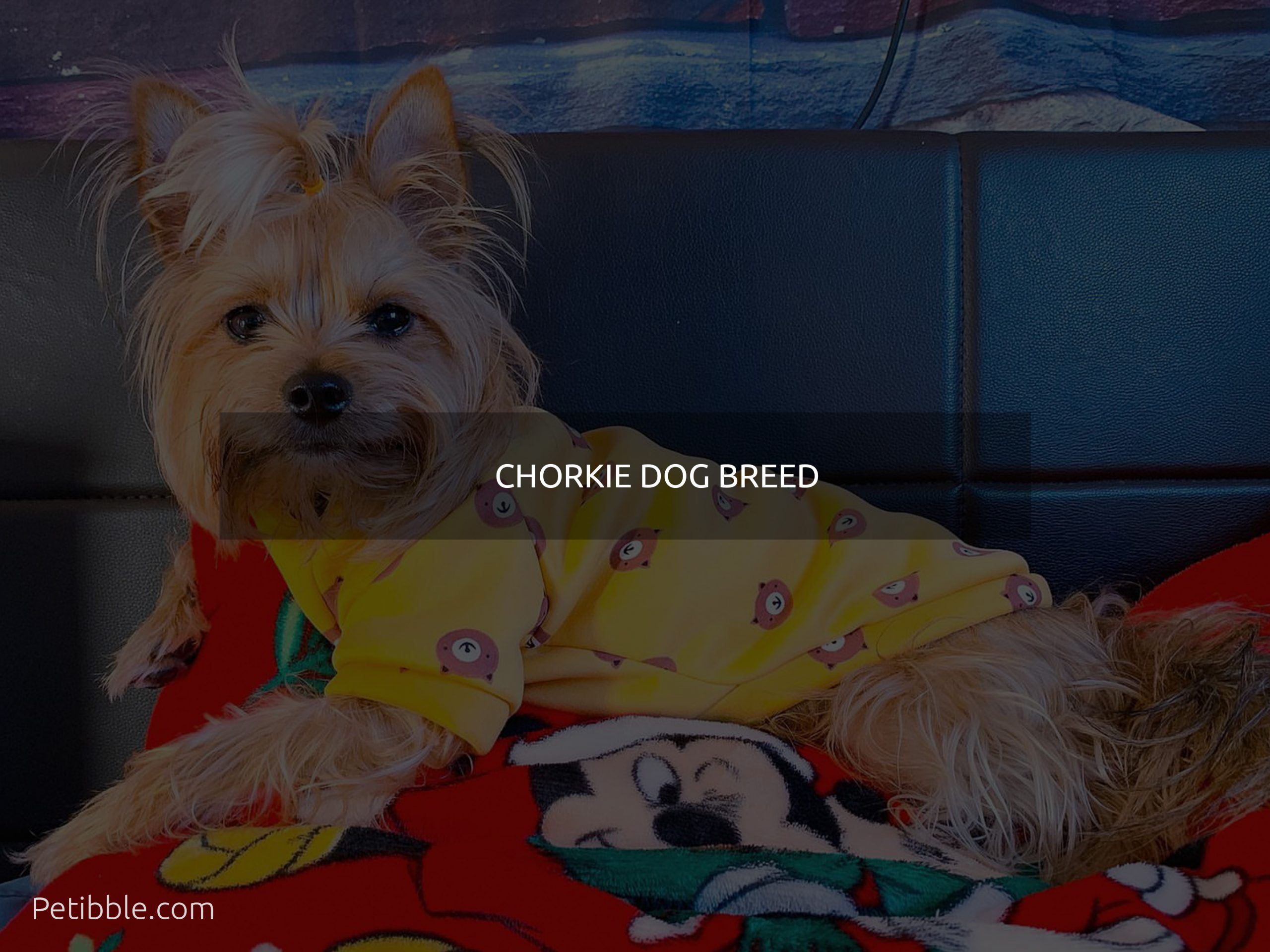 Chorkie dog Breed