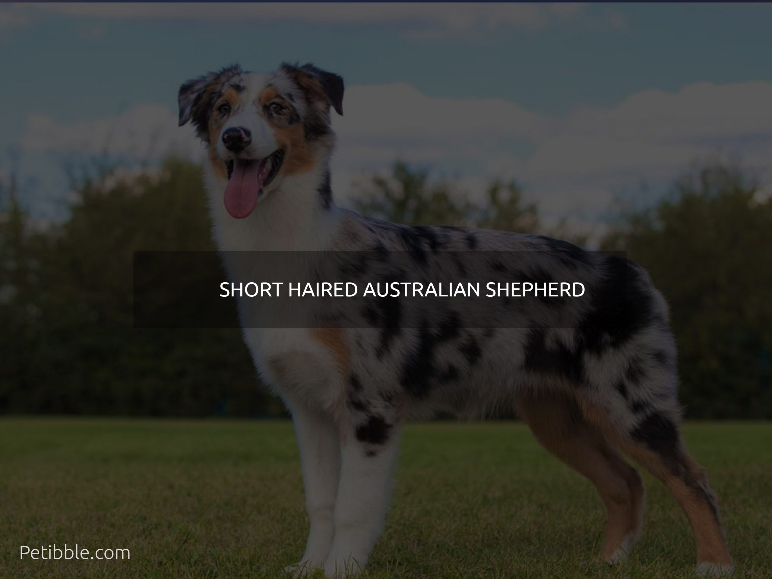 short haired australian shepherd
