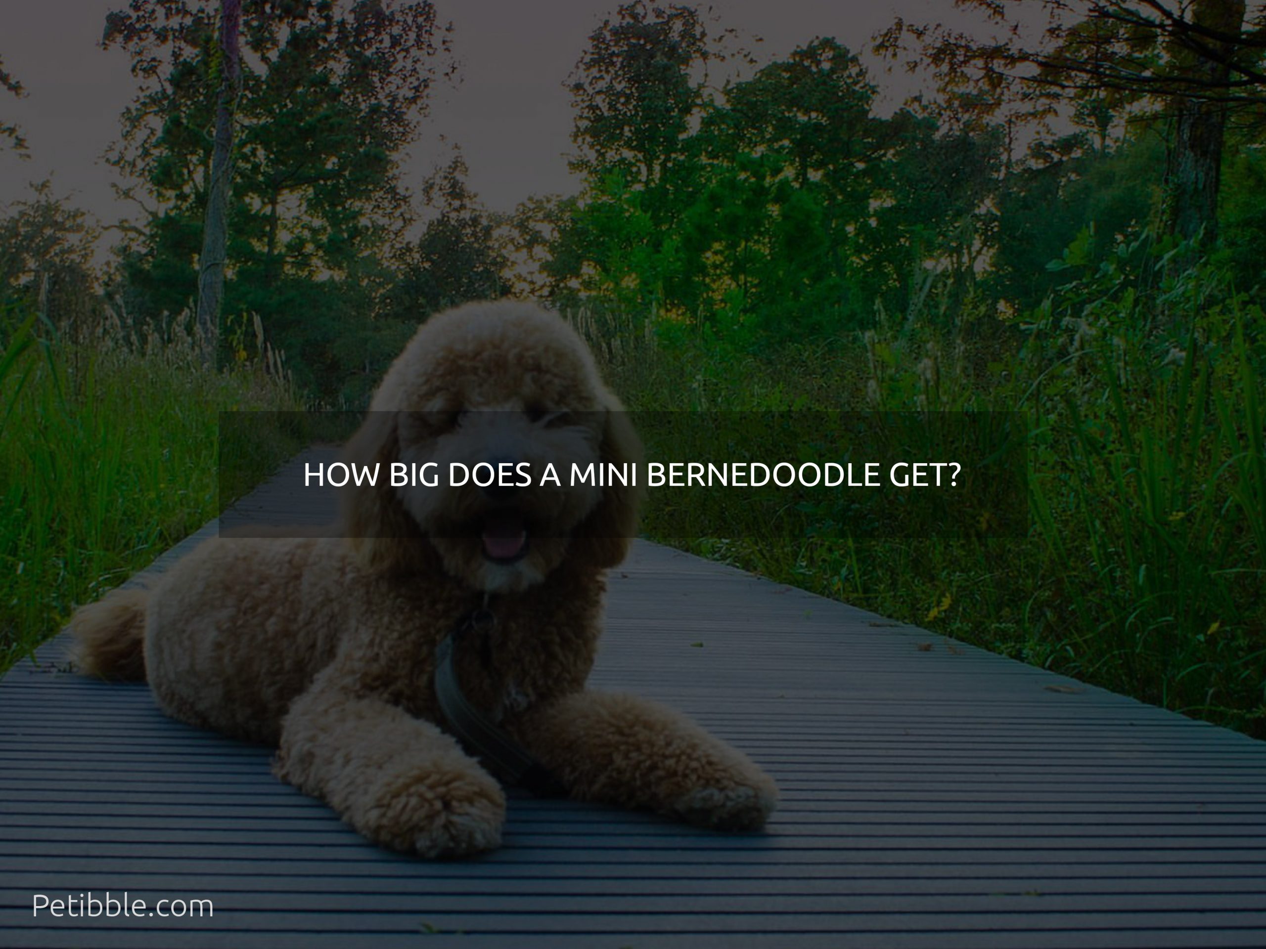 how big does a mini bernedoodle get