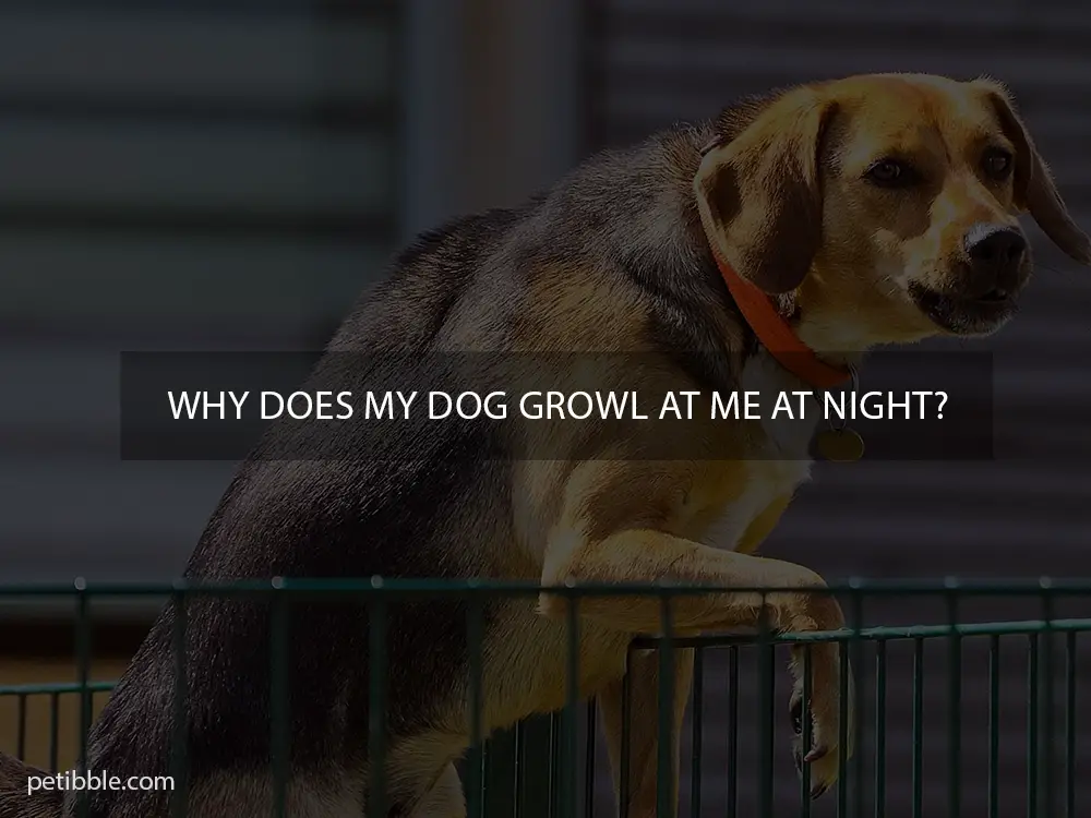 why does my dog growl at me at night?
