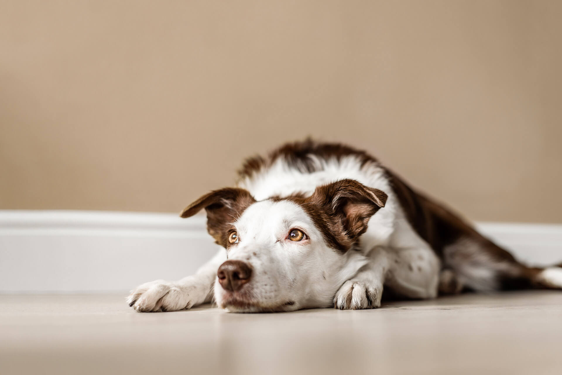 What happens if you give a dog too much wormer?