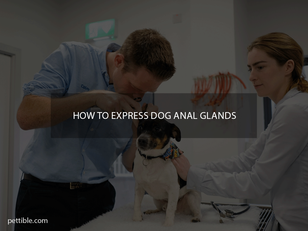 how to express dog anal glands