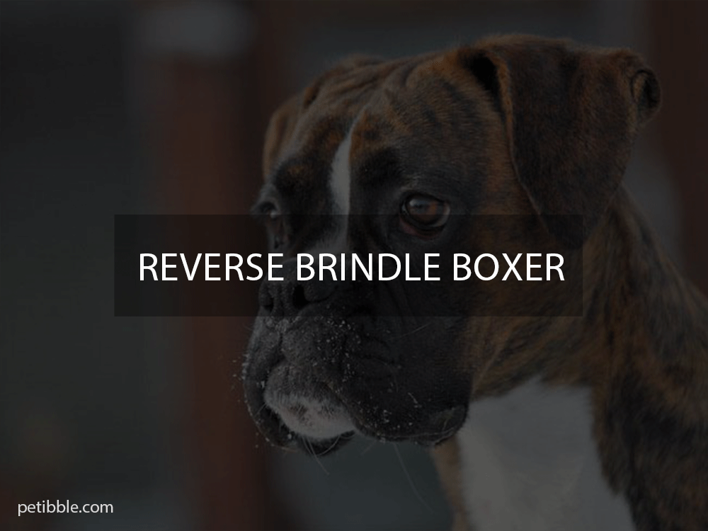 reverse brindle boxer