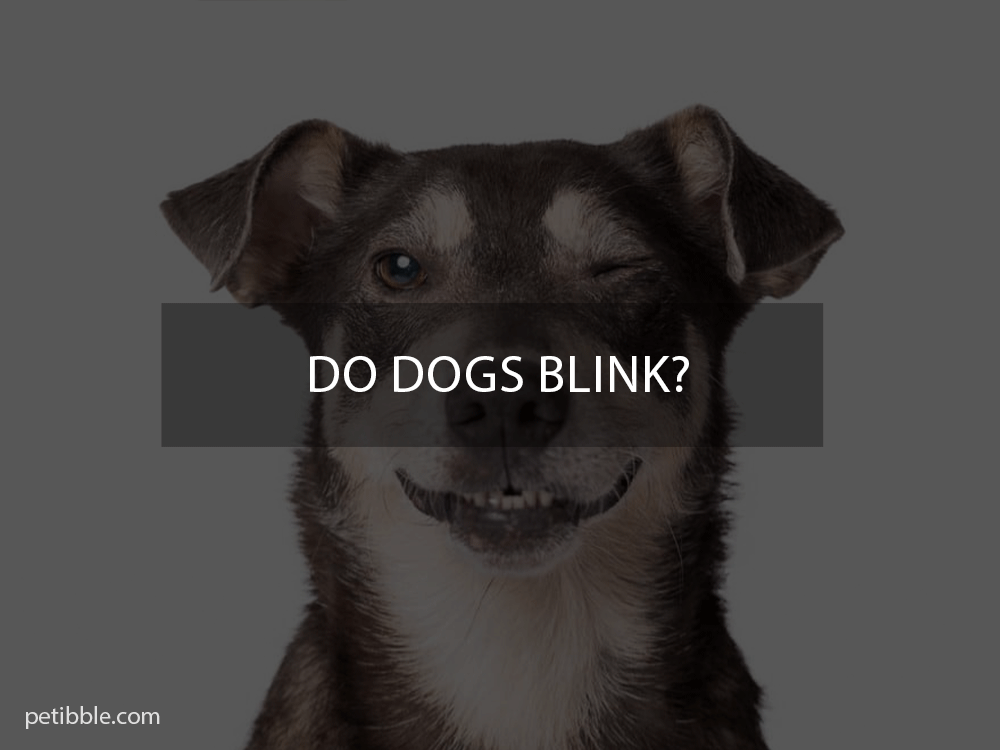 do dogs blink?