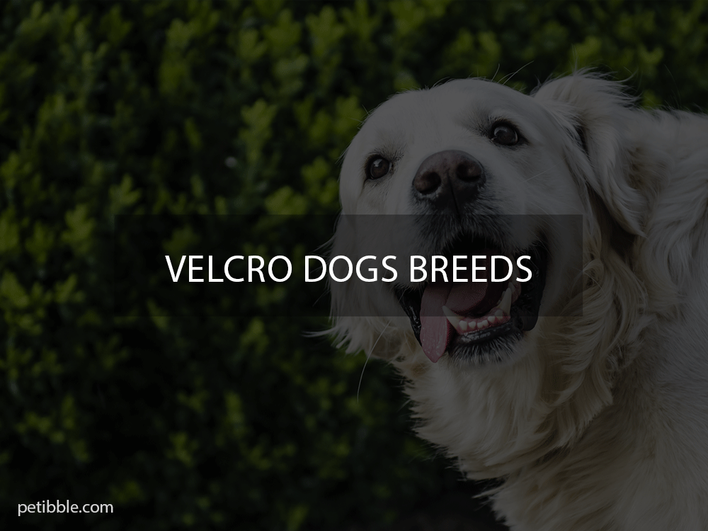 velcro dogs breed