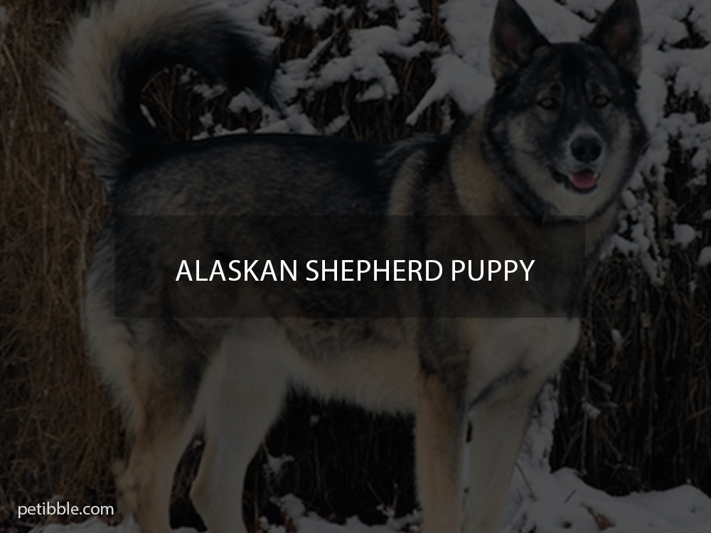 Alaskan Shepherd puppy