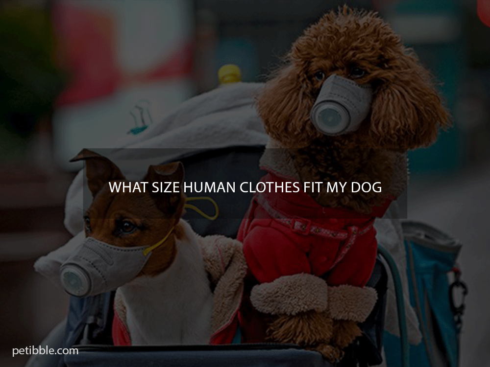 what size human clothes fit my dog 