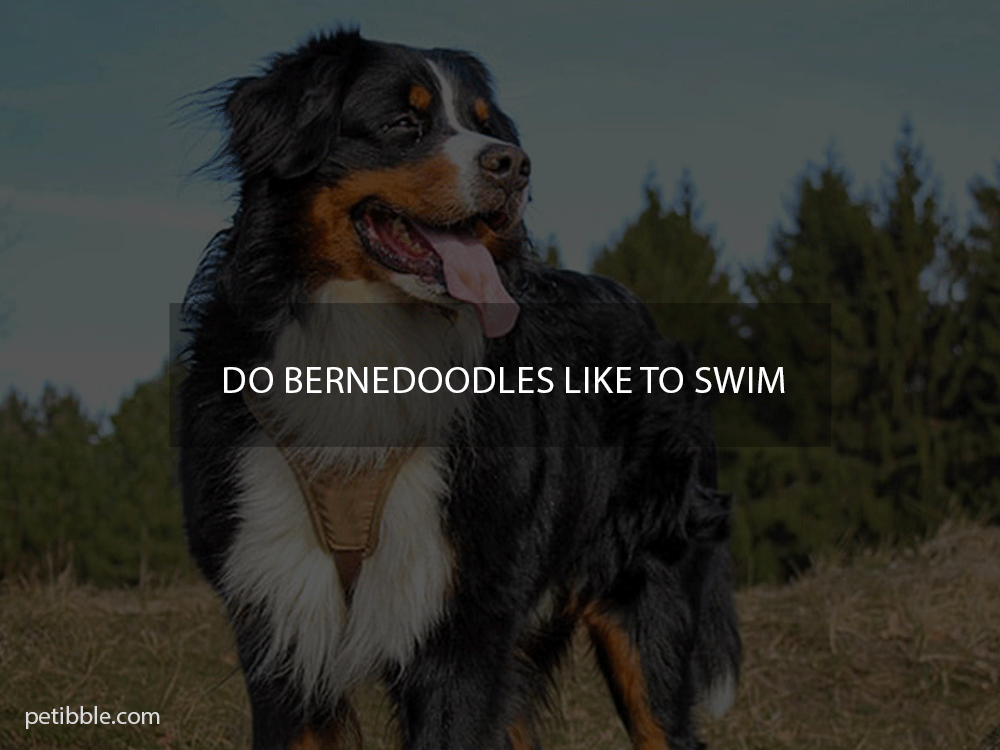 do bernedoodles like to swim