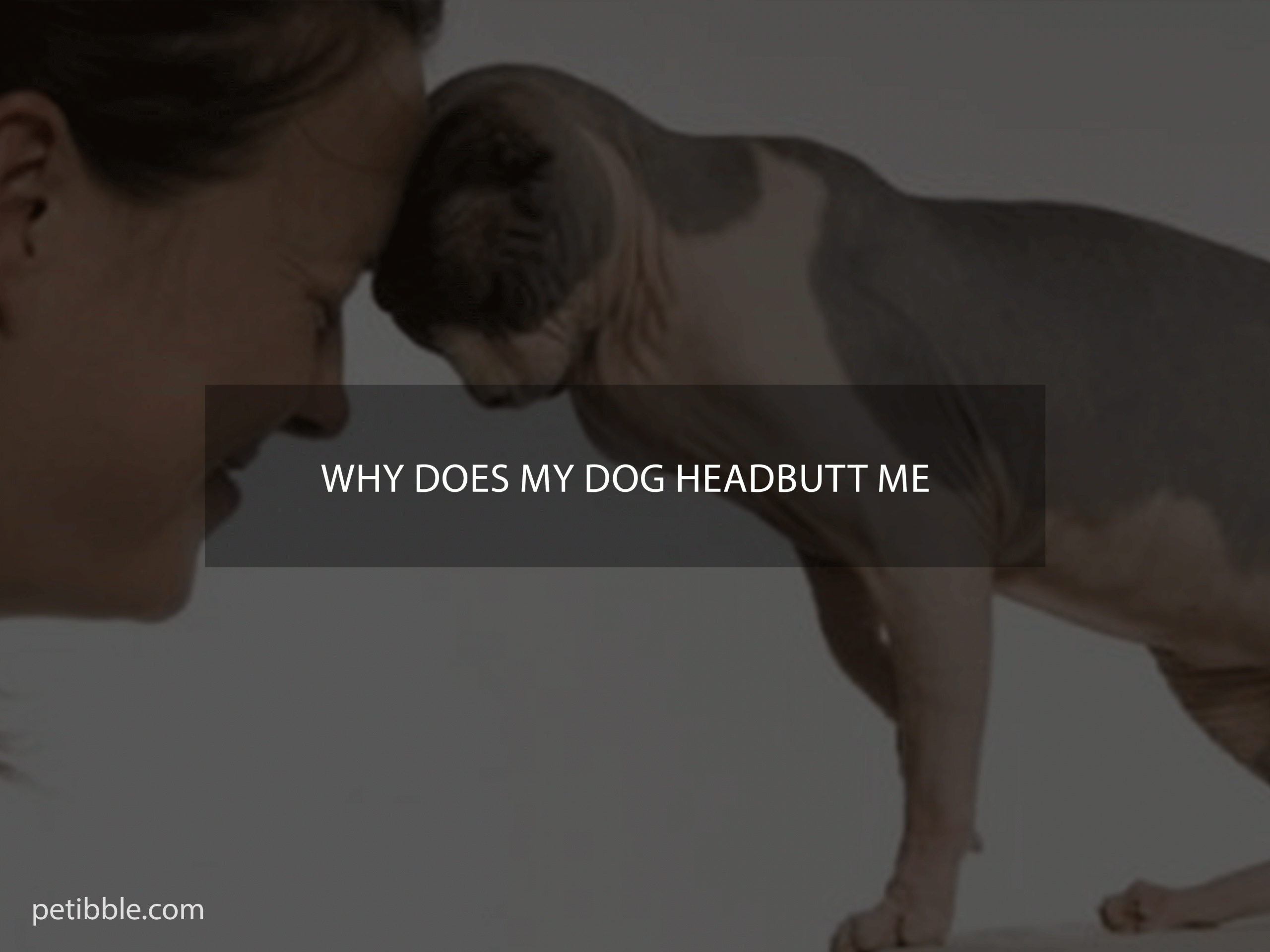 why does my dog headbutt me