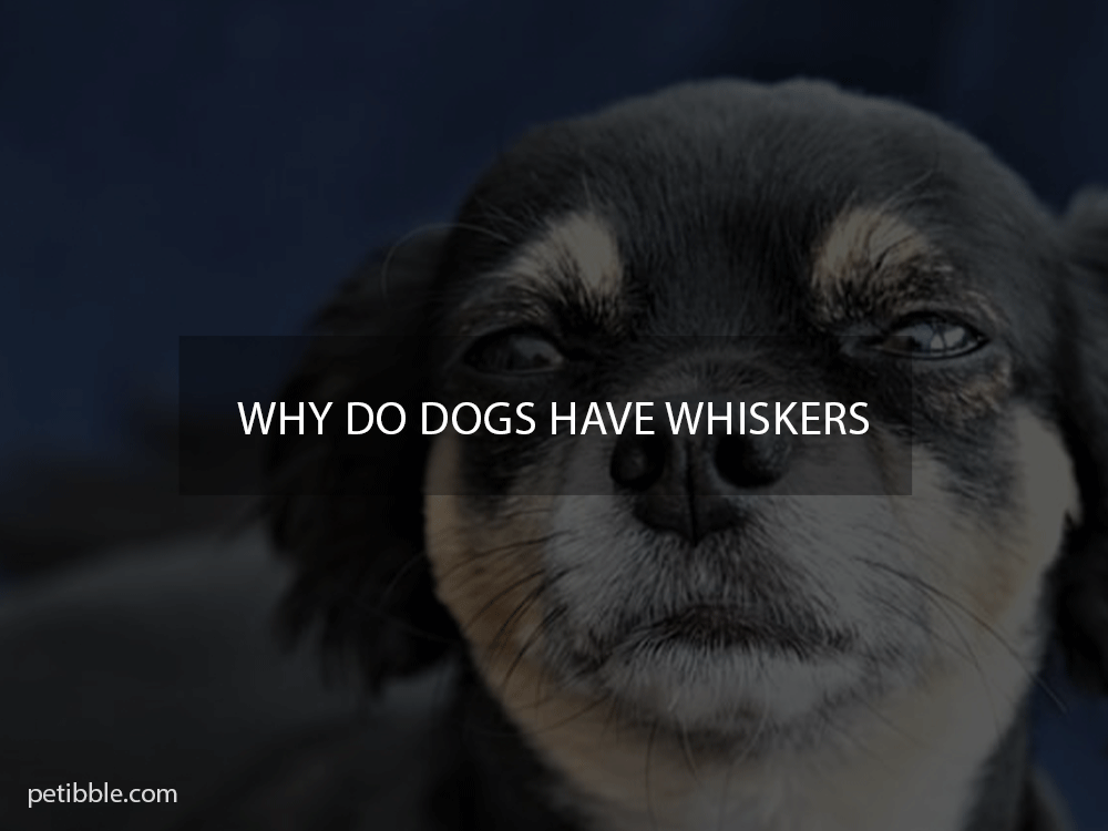 why do dogs have whiskers