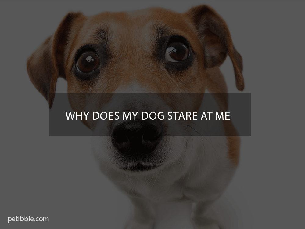 why does my dog stare at me?