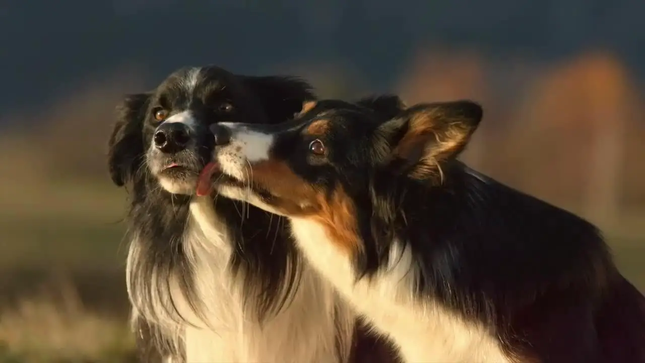 why do dogs lick each others teeth