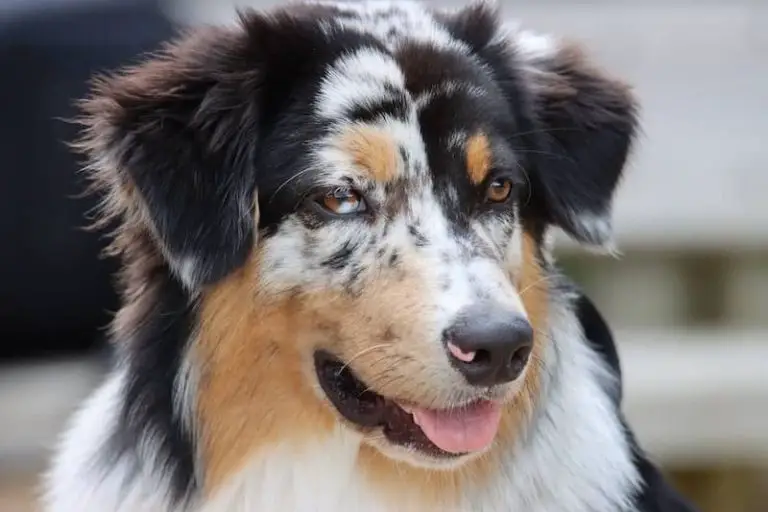 short haired australian shepherd | All thing you need to know