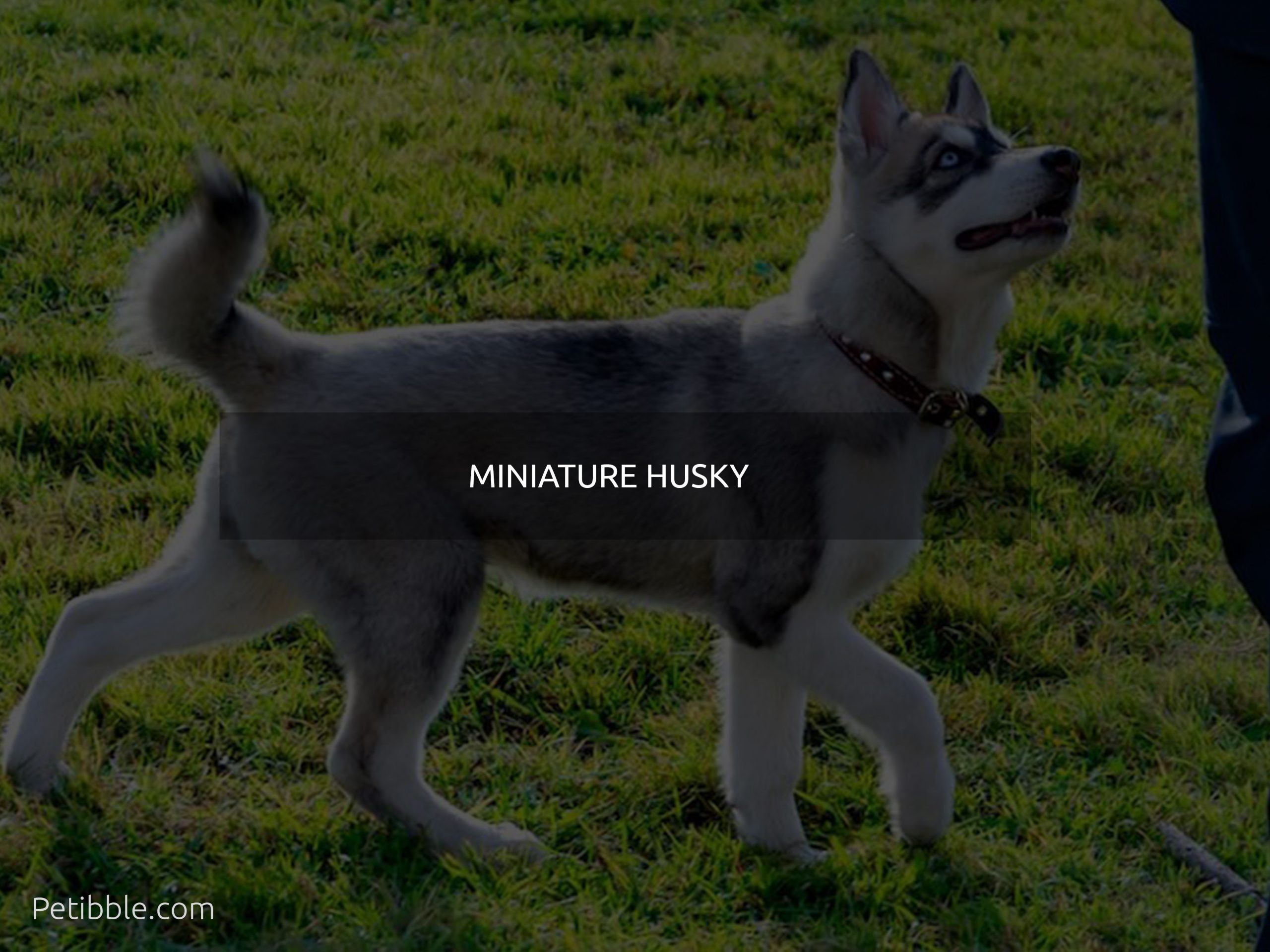 miniature husky