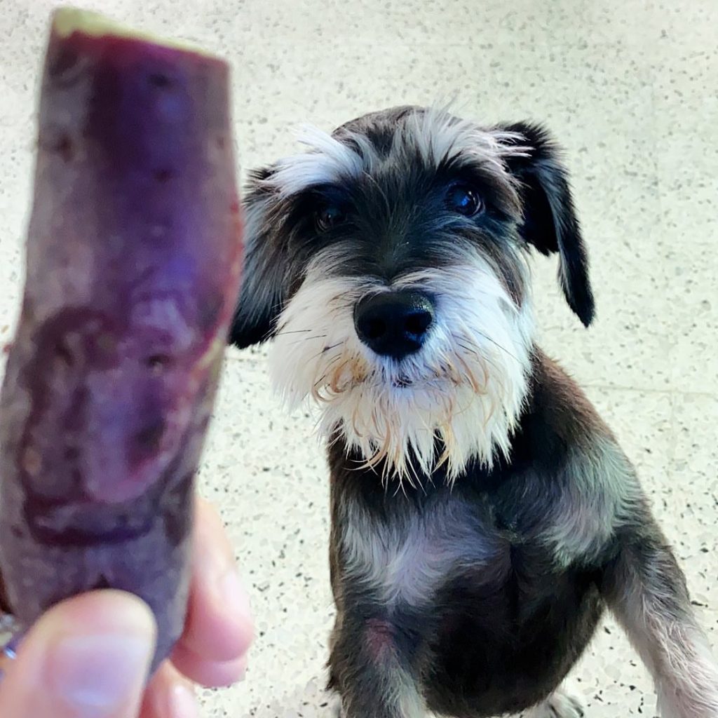 Can dogs eat Ube?