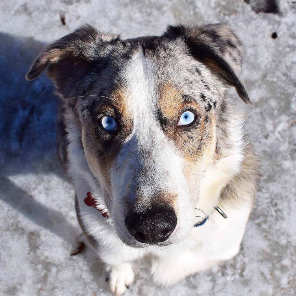 Short Haired Australian Shepherd All Thing You Need To Know