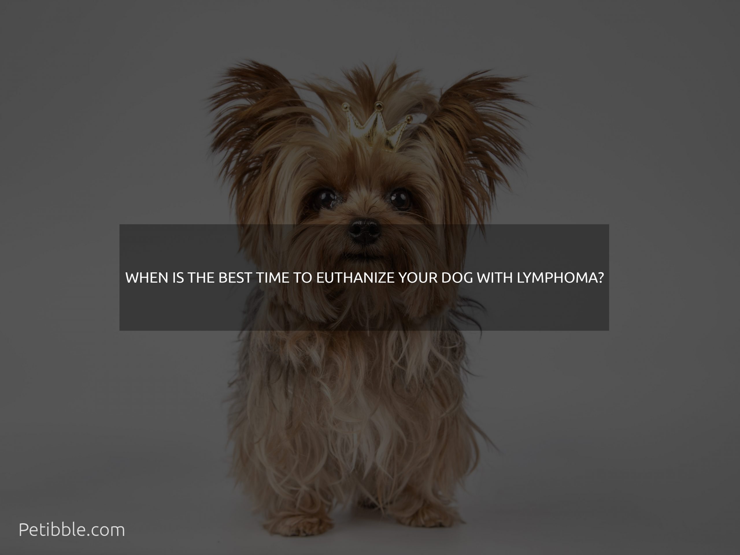 When is the best time to euthanize your dog with lymphoma?