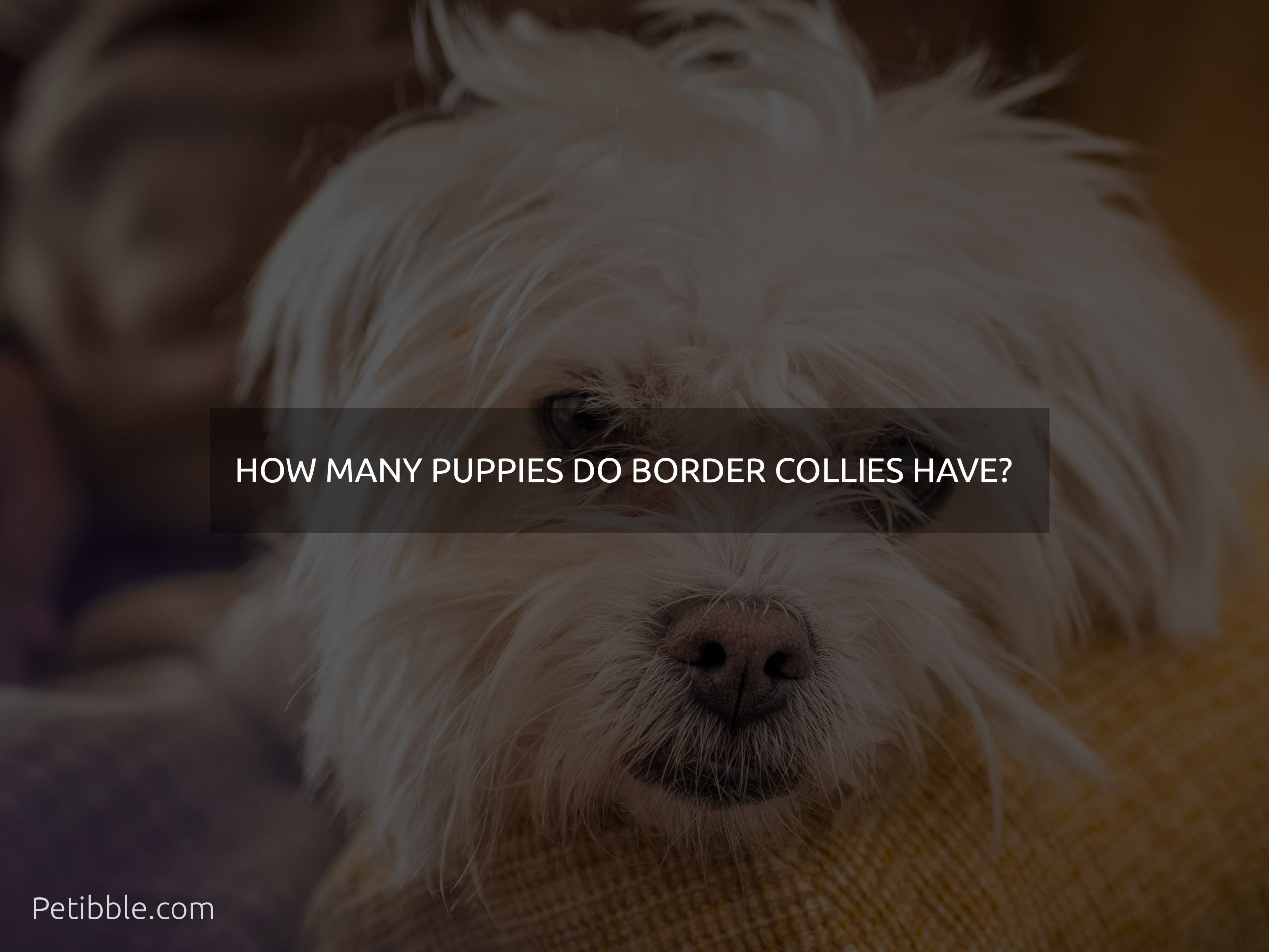 how many puppies do border collies have? 