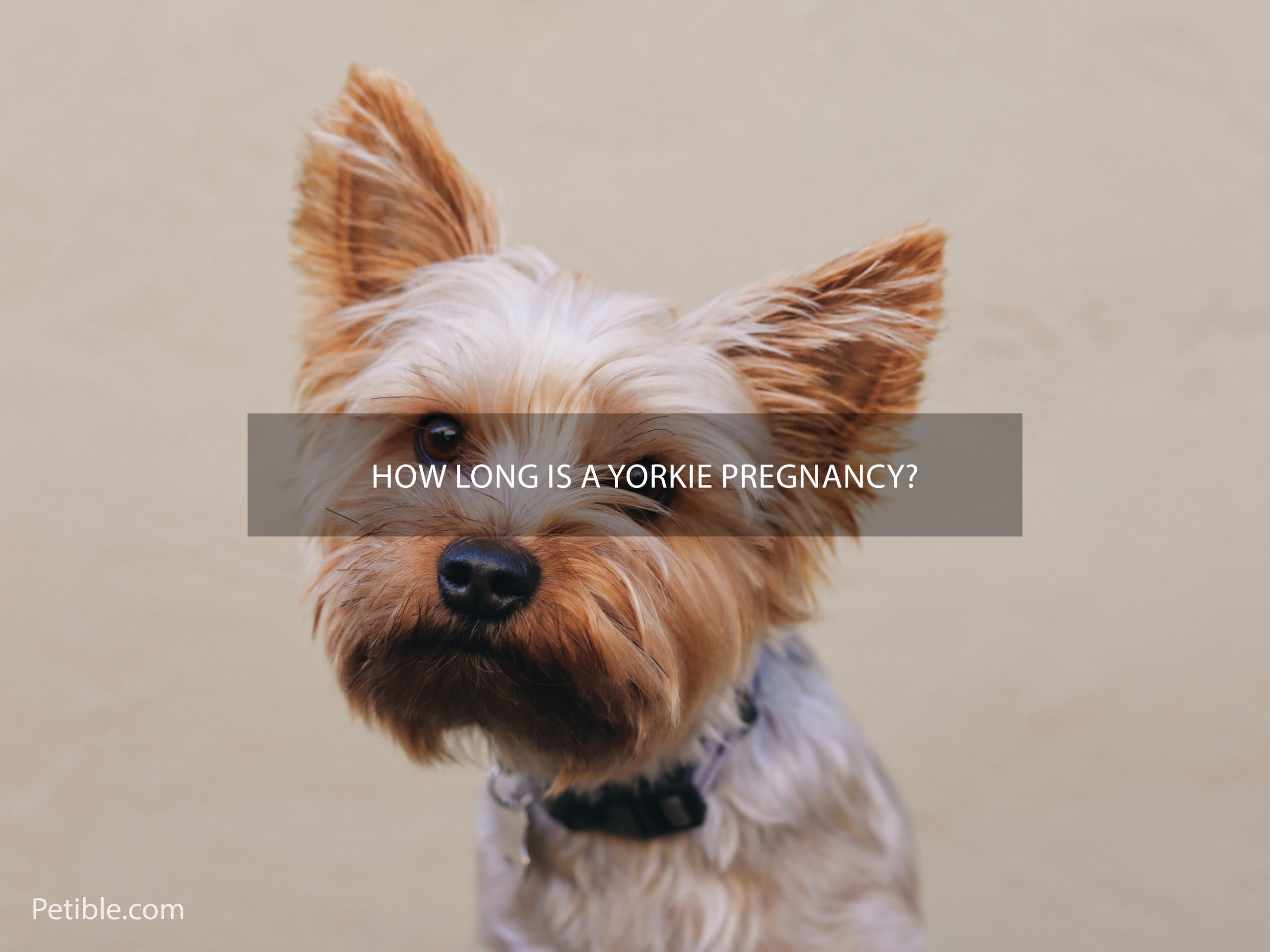 How long is a Yorkie pregnancy