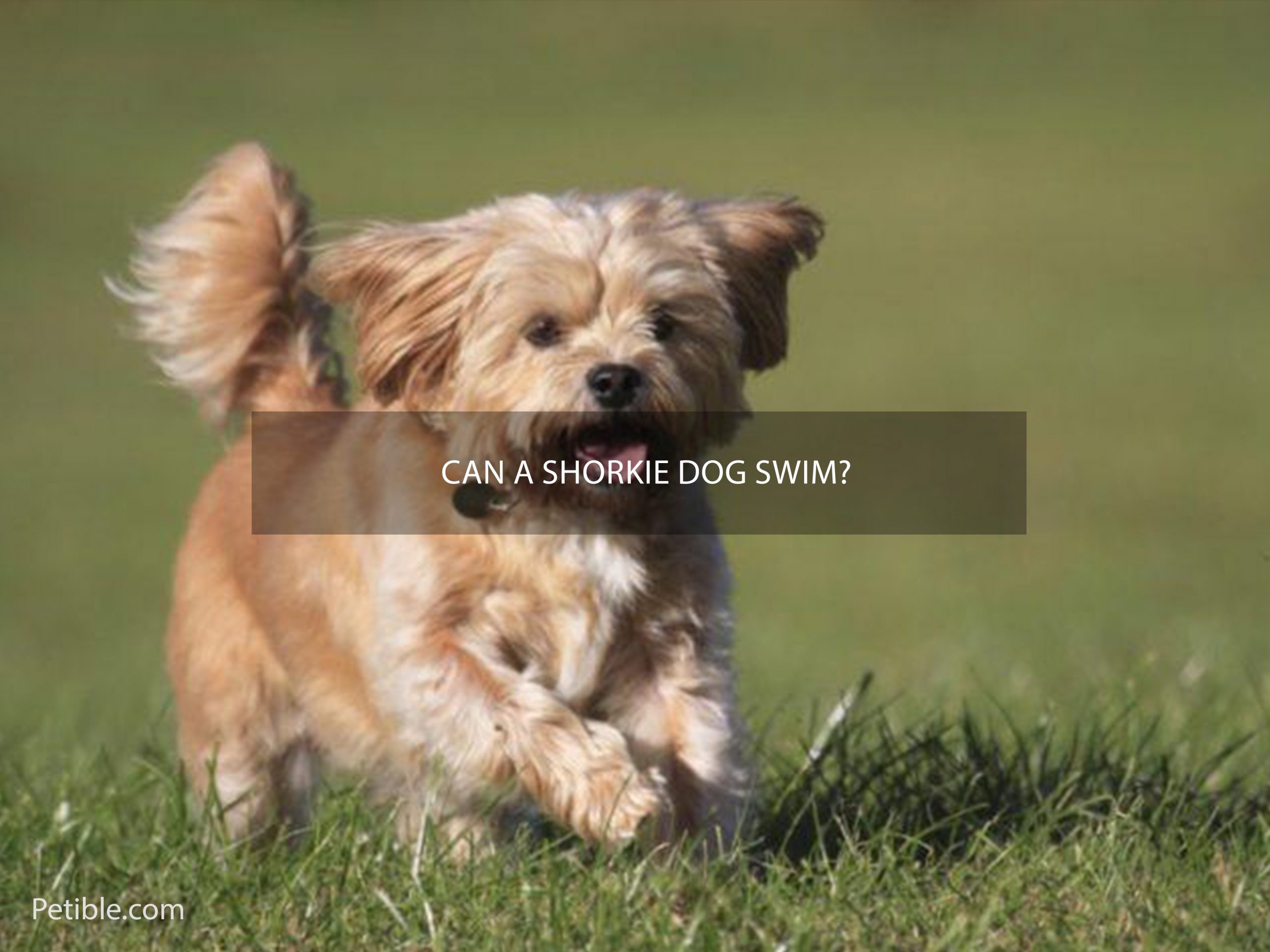 Can a Shorkie dog swim